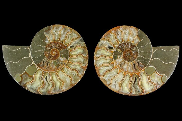 Agatized Ammonite Fossil - Madagascar #135260